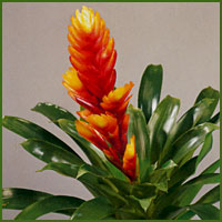 Deep orange and red bromeliad