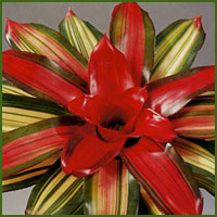 Red bromeliad