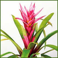 Hot pink bromeliad