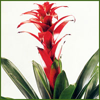 Bright red bromeliad