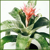 Spikey pink and orange bromeliad