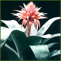 Pink and purple bromeliad