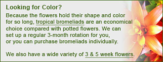 Bromeliads and 3 to 5 week flowers