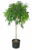 Ficus Alii plant