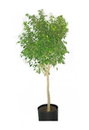 Ficus Benjamina plant