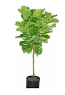 Ficus Lyrata plant