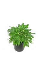 Mary Ann Aglaonema plant