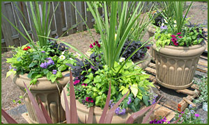 Exterior container plants