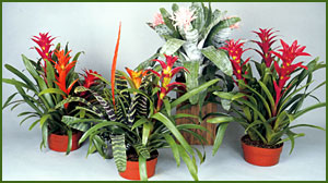 Color rotation plant programs