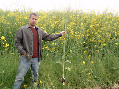 Canola control in Ukraine