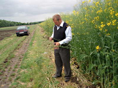 Counting stems on vitazyme first application