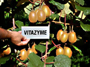vitazyme test results in new zealand