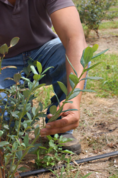 New Zealand - Blueberry bushes