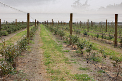 Blueberry field