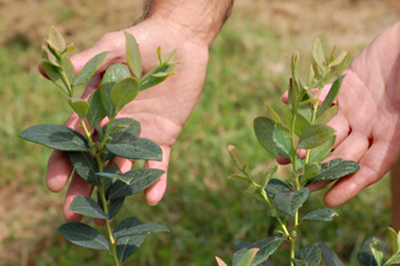 Blueberry, same field