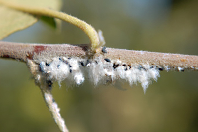 Mealybug on apples