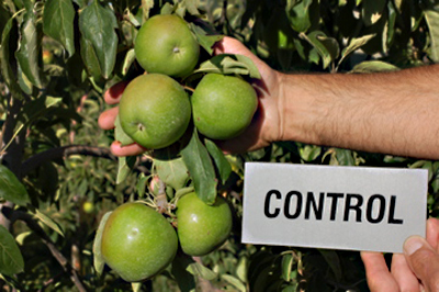 Granny Smith apples in NZ