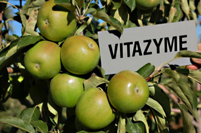 Granny Smiths, note better consistency with Vitazyme