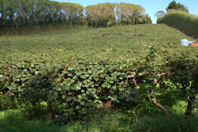 Kiwi field near Tauranga