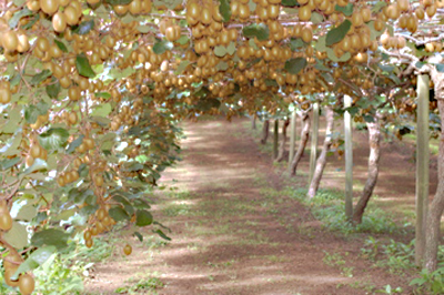 Under the Kiwi canopy