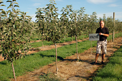 2nd year apple tree development