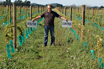 Young sauvignon blanc grape vines