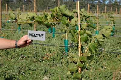 Same grape plants