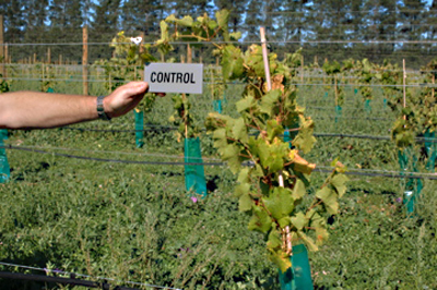 Same grape plants