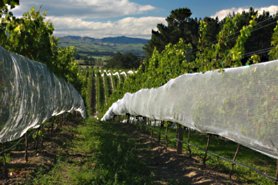 Grape protection on the south island