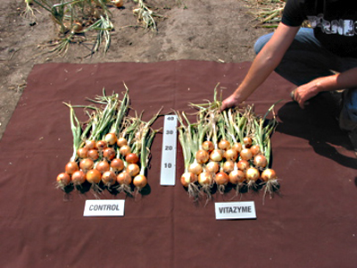 Onions in southern Ukraine - Comparison