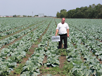 Untreated Cabbage, same field Ukraine