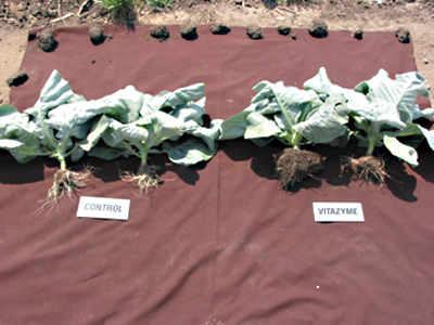 Cabbage Comparison, note better soil holding capacity due to increased rooting.