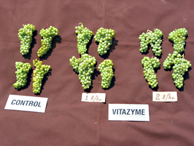 White wine grapes - Ukraine, note better fill and bunch development with Vitazyme