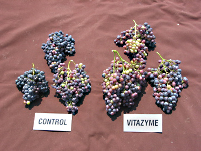 Table grapes - Ukraine, better brix could be tasted in these samples