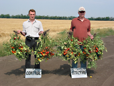 Tomatoes in Ukraine, average samples pulled from test and control sides