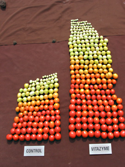 Tomatoes from two samples bushes - Ukraine to be fair, the control had one picking already, while the Vitazyme side still had yet to have a picking.