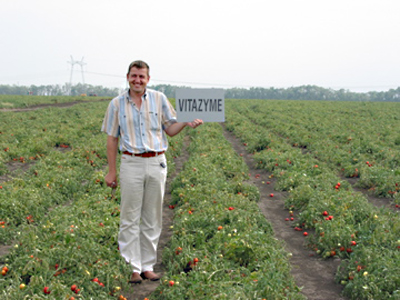 Ukraine tomatoes, note better row fill and plant stand in Vitazyme rows