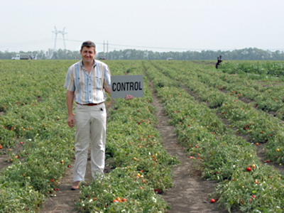 Ukraine tomatoes, note better row fill and plant stand in Vitazyme rows