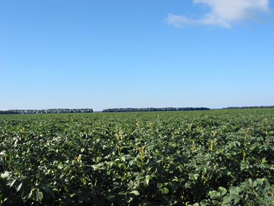 A 300 hectare potato filed in Ukraine under drip irrigation.