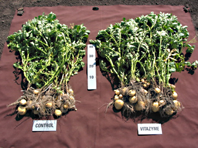 White potato bushes