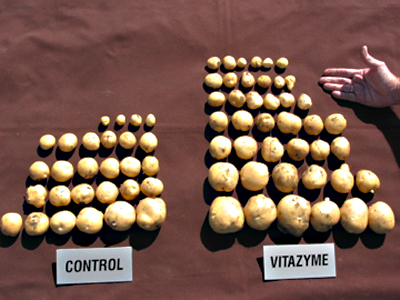 Sample results on the Ukraine potatoes