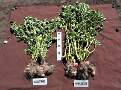 Red Potato bushes from the same fields