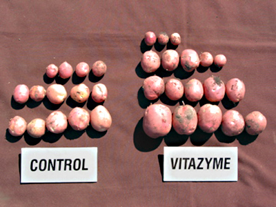 Red potato sample results.