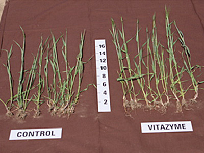 Spring Barley, 2 applications of Vitazyme, note better structure and root systems.