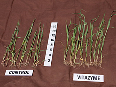 Spring Barley, 2 applications of Vitazyme, note better structure and root systems.