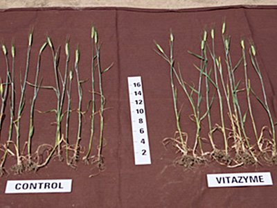 Winter Barley, 2 applications of Vitazyme.