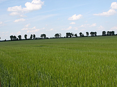 One of Obolone's brewers barley fields.
