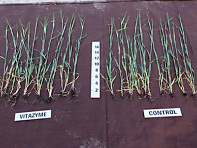 Winter Barley 1 application of Vitazyme, May 8, 2009. Note better root structure.