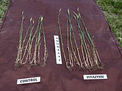 Seed treated Vitazyme wheat vs. control.