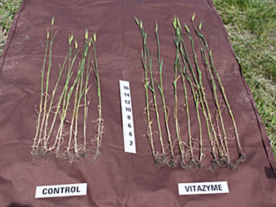 Foliar treated Vitazyme wheat vs. control.